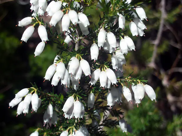 Flores blancas de brezo sobre un fondo oscuro