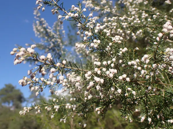 Ramas de brezo blanco en flor contra el cielo azul