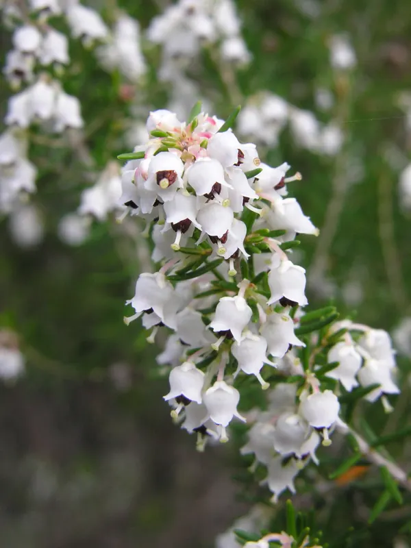 Racimo de flores de brezo blanco, en forma de campanilla
